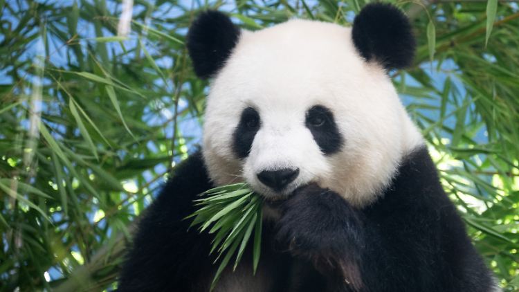 Pandaweibchen Meng Meng in ihrem Gehege im Zoo Berlin - sie hat kürzlich Zwillinge geboren, in Gefangenschaft.