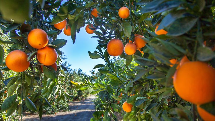 "Ein Mann tritt ins Paradies" - das ist der Original-Titel von Eshkol Nevos neuem Roman "Trügerische Anziehung". Das hebräische Wort für "Paradies" kann auch einfach "Obstplantage" bedeuten. Ist dem Mann dort etwas zugestoßen oder hat er das Paradies gefunden?
