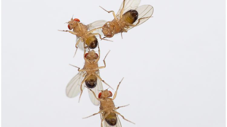 Balzkette von vier männlichen Drosophila-Fliegen. Die Fliegenmännchen zeigten ein ungewöhnliches Balzverhalten gegenüber anderen Männchen, die erhöhten Ozonwerten ausgesetzt waren, wie sie heutzutage im Sommer in Städten häufig anzutreffen sind.