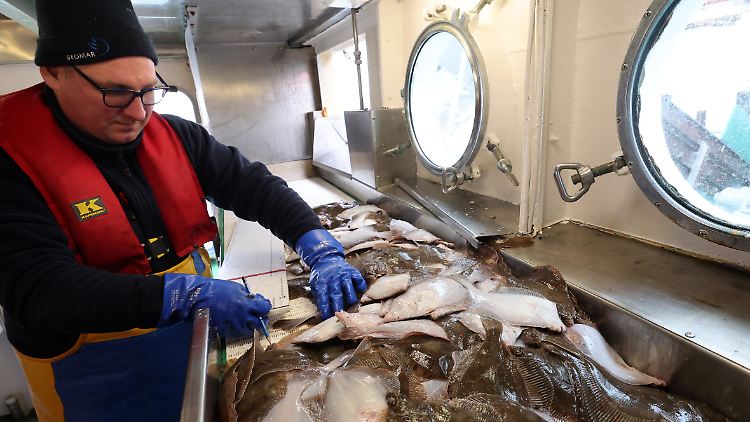 Ein Fischer aus Mecklenburg-Vorpommern begutachtet gefangene Plattfische. 