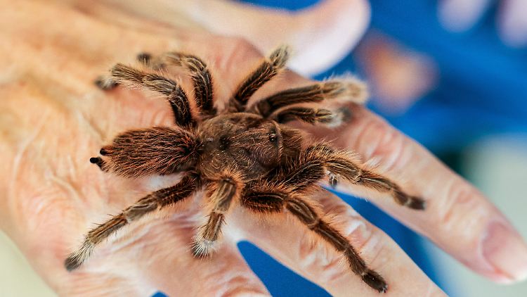 Vogelspinnen gab es bereits vor 350 Millionen Jahren auf der Erde.