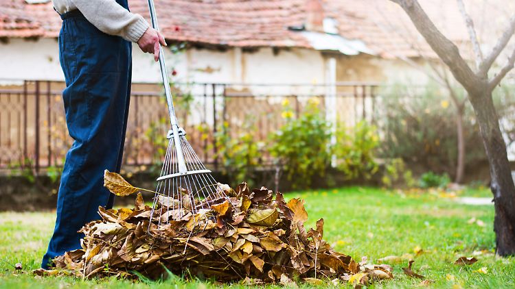 Laub ist im Herbst allgegenwärtig – doch für den Rasen eher hinderlich. 