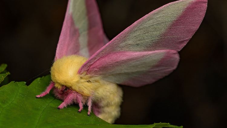 Der flauschige Falter Dryocampa rubicunda ist nur nachts zu bewundern.
