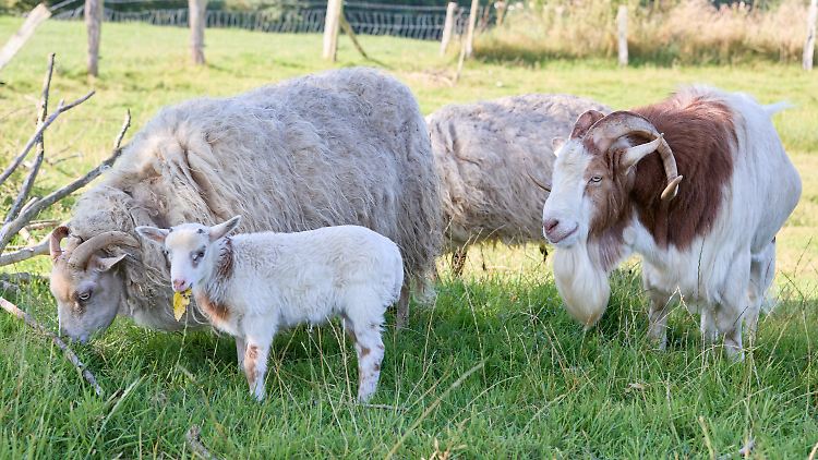 Seltenes Familienglück: Schaf Selma (l), das Junge Flumo und Ziegenbock Rune (r) stehen auf einer Wiese.
