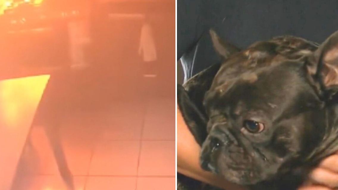 Feuer Ohio Küche Hund Brand.jpg