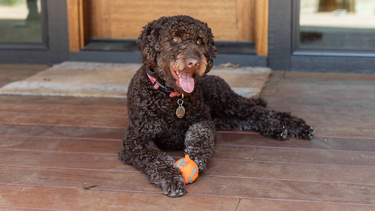 Labradoodle mit Spielzeug.