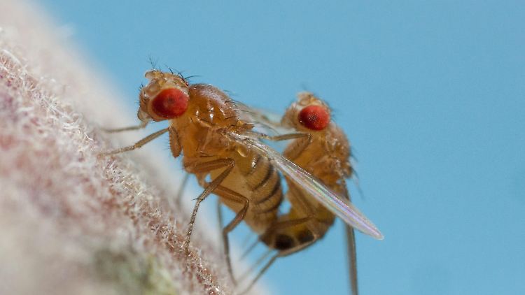 Fruchtfliegen paaren sich auf einem Pfirsich. 