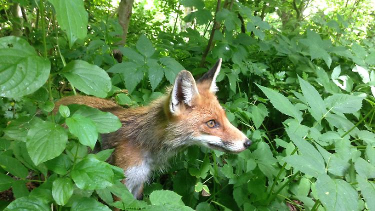 Der Fuchsbandwurm schadet den Füchsen selbst nicht. In Süddeutschland ist mindestens jedes zweite Tier damit infiziert. 
