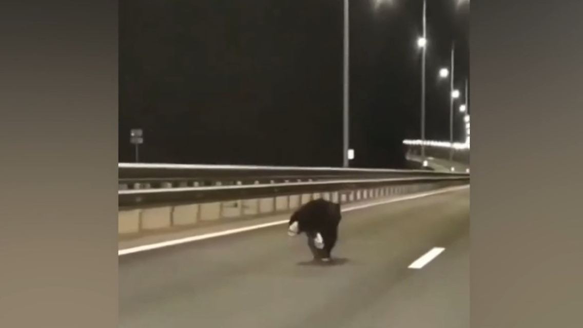 bär .jpg