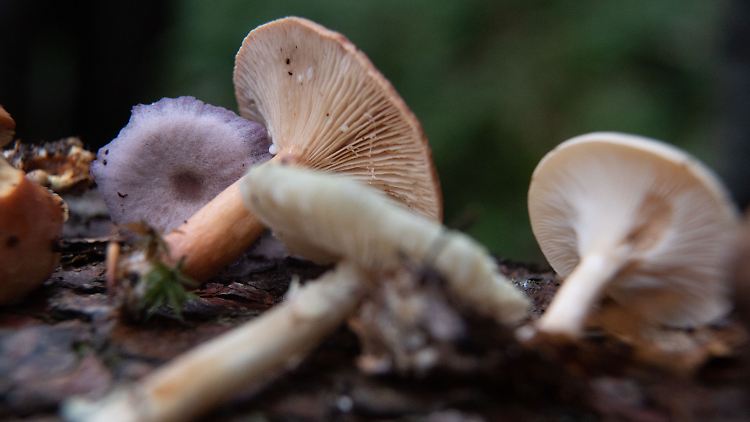 Im Wald trennte sich die 89-Jährige von ihrem Begleiter und verlor dann die Orientierung.
