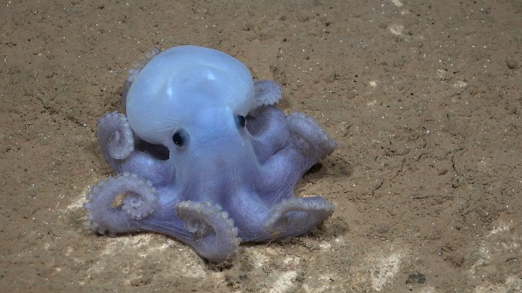 Das Foto zeigt einen Casper-Kraken.