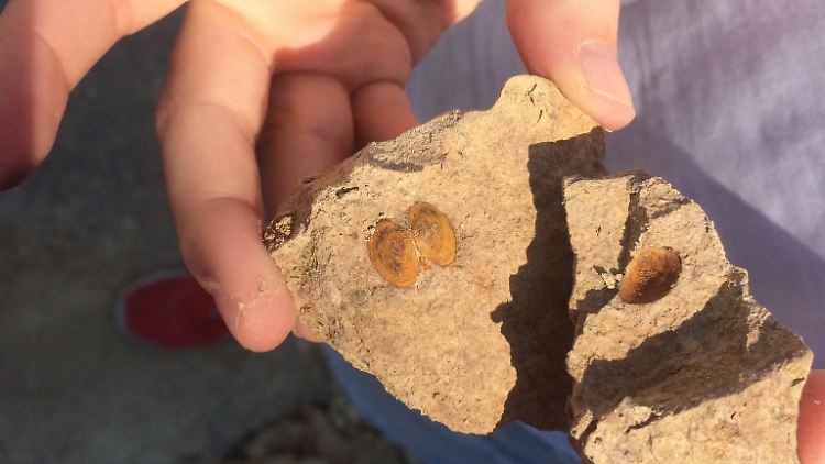 Abguss einer Muschelschale aus einem 6,5 Millionen Jahre alten Sediment auf Kreta.