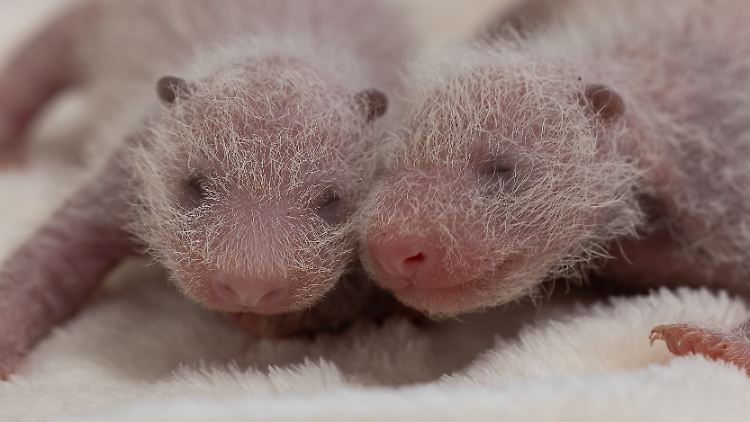 Nicht mehr ganz so nackig wie bei der Geburt: Der Panda-Nachwuchs im Berliner Zoo.