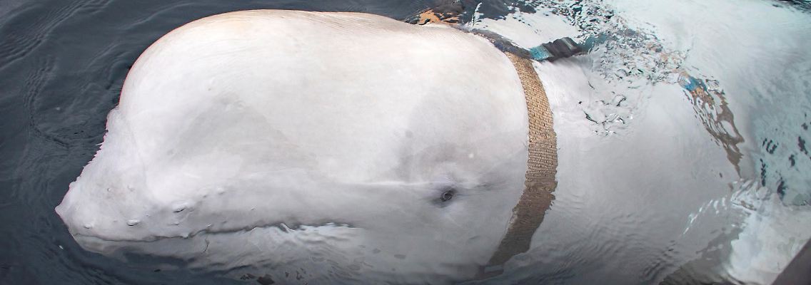 2019-04-29T000000Z_2069248920_RC1508AE3FF0_RTRMADP_3_NORWAY-WHALE.JPG