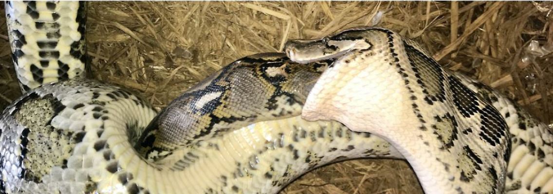 Pythons.JPG