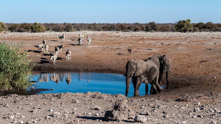 Um Wasser zu sparen, müssen nun Elefanten, Zebras und andere Wildtiere sterben.