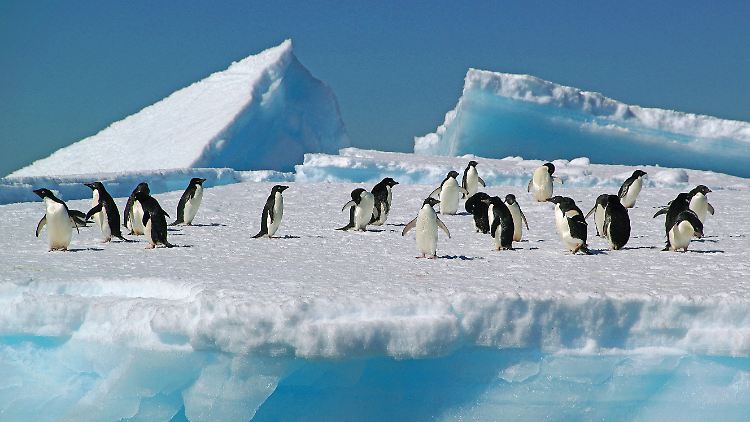 Pinguine sind womöglich für die kursierende Vogelgrippe-Variante weniger anfällig als befürchtet.