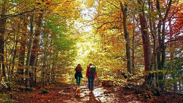 Mit seiner herbstlichen Farbenpracht zieht der Schwarzwald Wanderurlauber in seinen Bann.