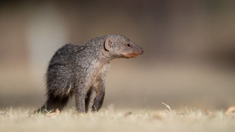 Es gibt rund 35 Mangusten-Arten, alle sind eher kamerascheu. Dieses Exemplar wurde in Namibia fotografiert.