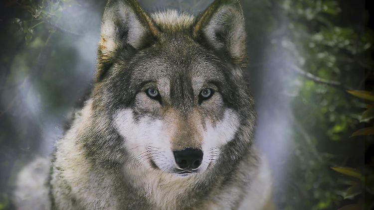Der Wolf ist ein beeindruckendes Tier, das polarisiert.