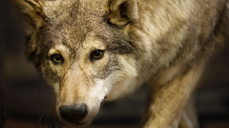 Was ist, wenn es den legendären Schattenwolf wirklich gibt? Und was, wenn er jetzt Menschen jagt?