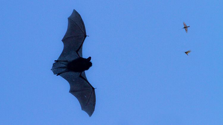 Eine Zwergfledermaus bei der Jagd nach Insekten: Fledermäuse fressen pro Nacht 40 Prozent und mehr ihres Körpergewichts.