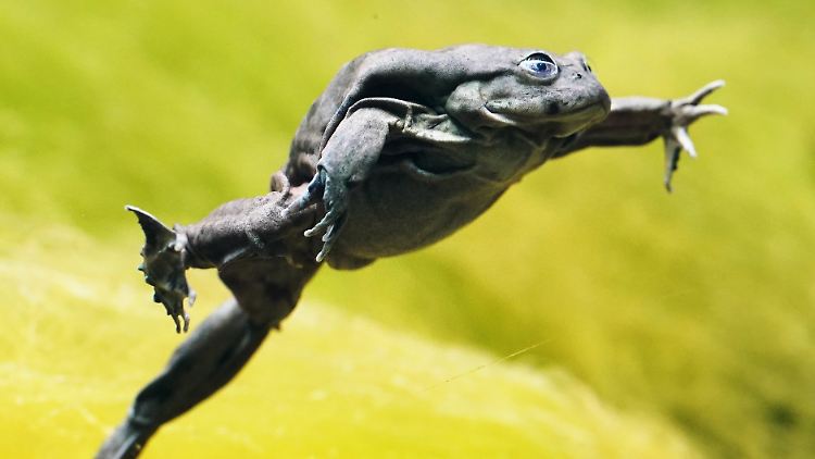 Der Titicaca-Riesenfrosch ist eine der größten Froscharten der Welt.