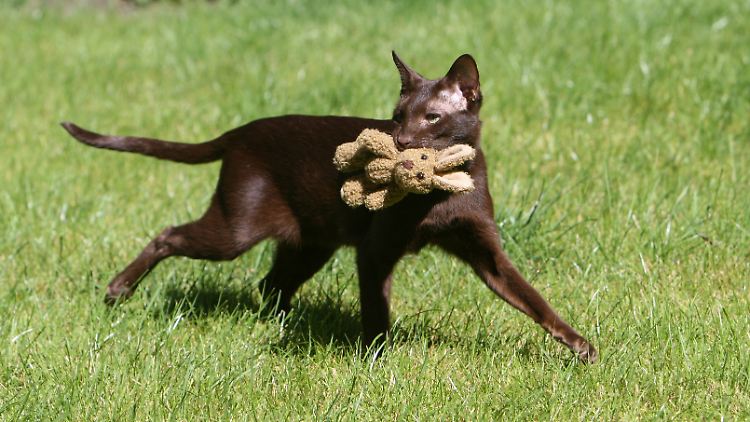 Es gibt bei allen Rassen apportierende Katzen. Bei einigen ist das Verhalten einer Studie zufolge allerdings besonders verbreitet.