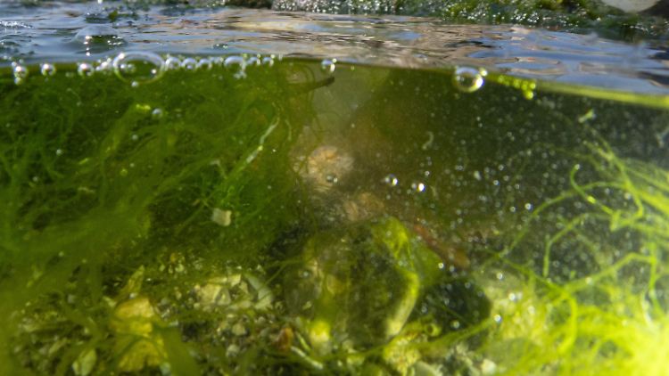 Vor Izmir ist das Meer verschmutzt, viele tote Fische werden angeschwemmt.