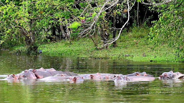 In keinem Land außerhalb Afrikas leben so viele Flusspferde wie in Kolumbien.