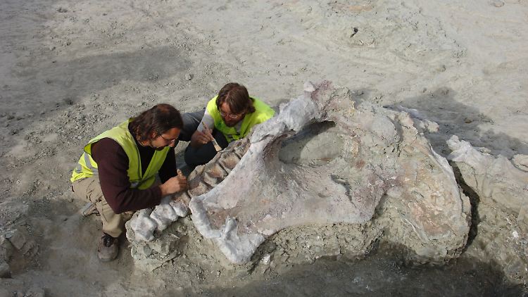 Vorsichtig graben die Paläontologen das Skelett an der Fundstätte Lo Hueco aus.