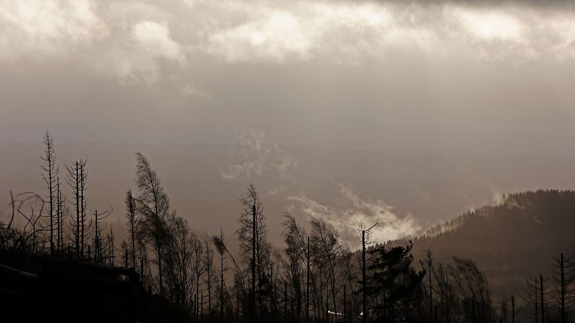 Waldbrand: Regen rund um den Brocken laut DWD ab Sonntagabend erwartet. (Archivbild)