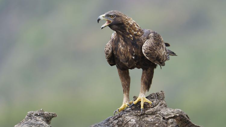 Der Adler ist aus dem Nichts aufgetaucht, berichtet die Familie nach dem Angriff. (Symbolbild)