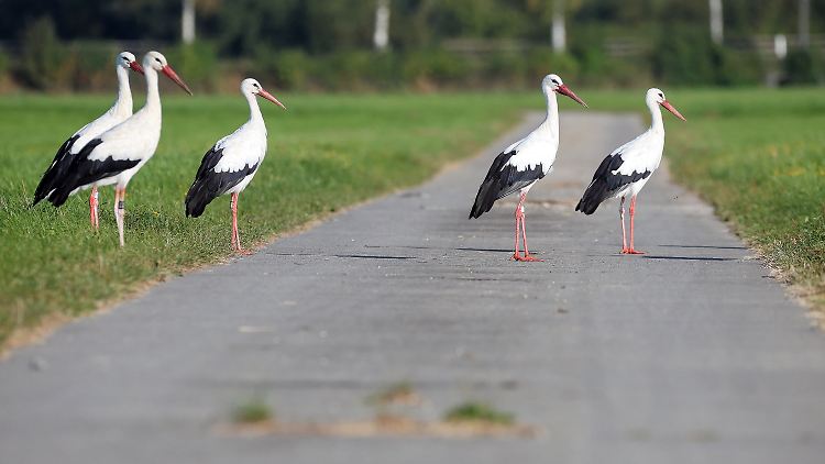 In Hohenfels lassen sich Störche in größeren Gruppen beobachten. 