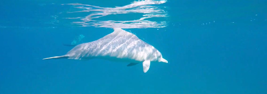 HUMPBACK DOLPHIN_1.jpg