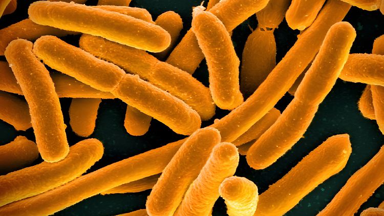 Elektronenmikroskop-Aufnahme von Escherichia coli. Unter anderem diese Bakterien wurden von einer Forschungsgruppe des Barcelona Institute for Global Health in der Troposphäre gefunden.