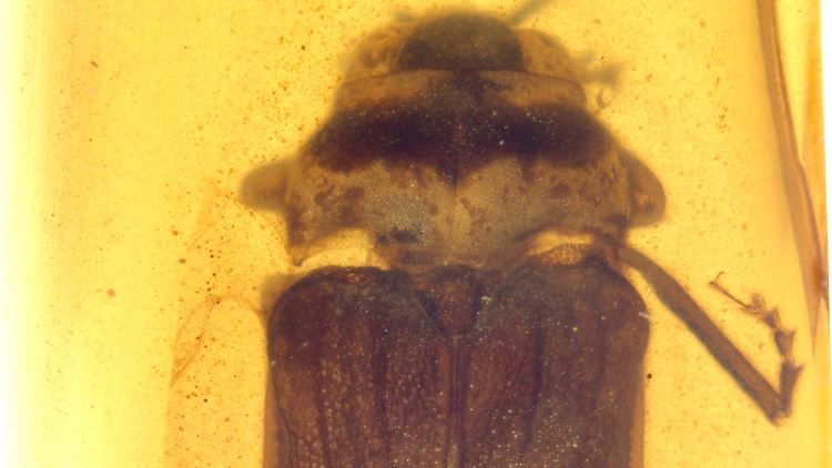 Glühwürmchen der Art Flammarionella hehaikuni: etwa 8,5 Millimeter lang, 2,9 Millimeter breit, dunkelbraun und dicht behaart. Und fast 100 Millionen Jahre alt.