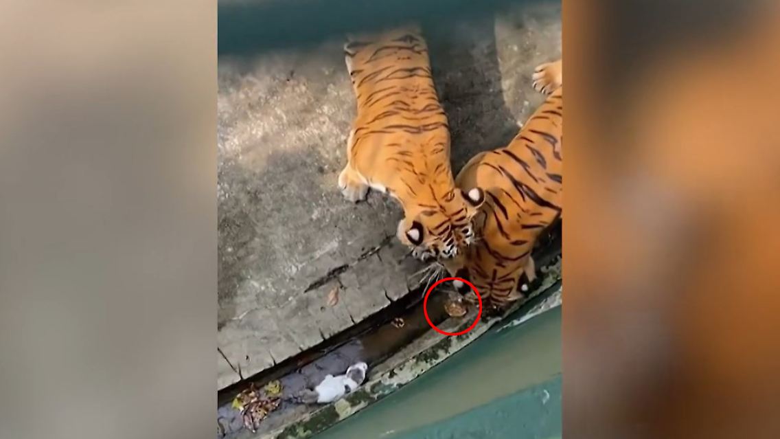 tiger.jpg