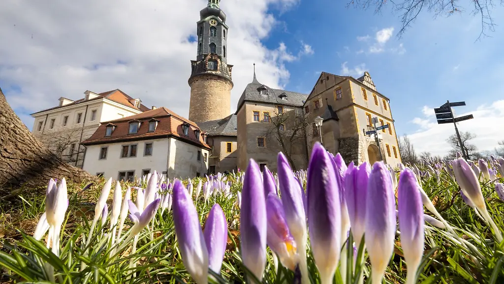 Krokusse-bluehen-im-Sonnenschein-vor-dem-Weimarer-Stadtschloss