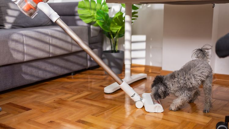 Was müssen Staubsauger draufhaben, um Hundehaare effektiv zu saugen?
