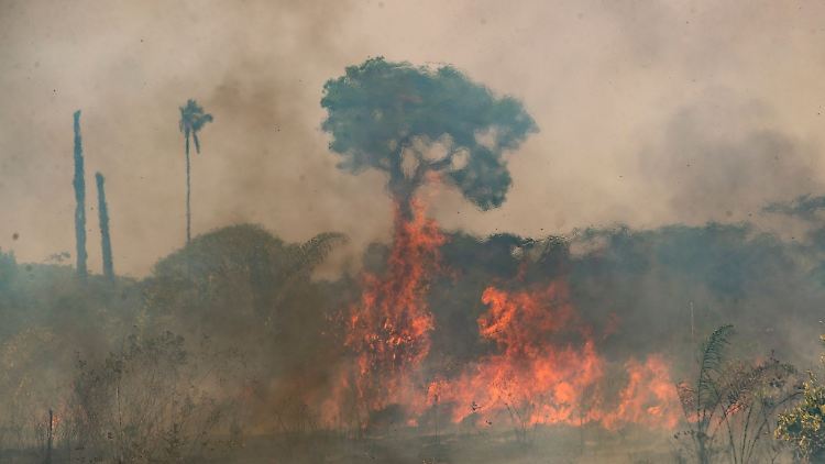 Die Brände im brasilianischen Amazonasgebiet werden teilweise von Menschen befeuert.