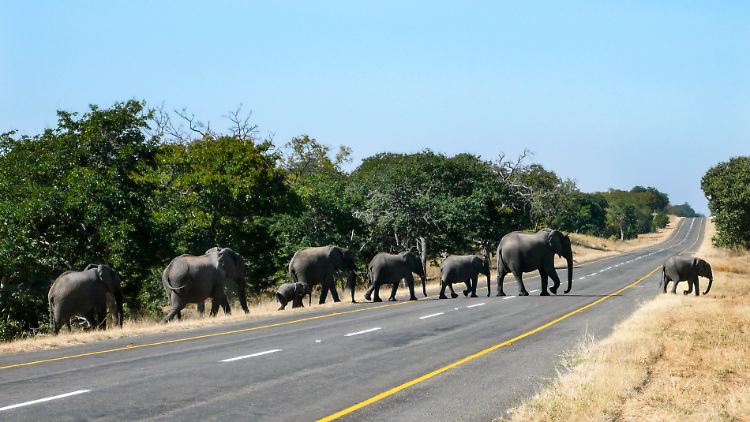 In Simbabwe leben Schätzungen zufolge 100.000 Elefanten.