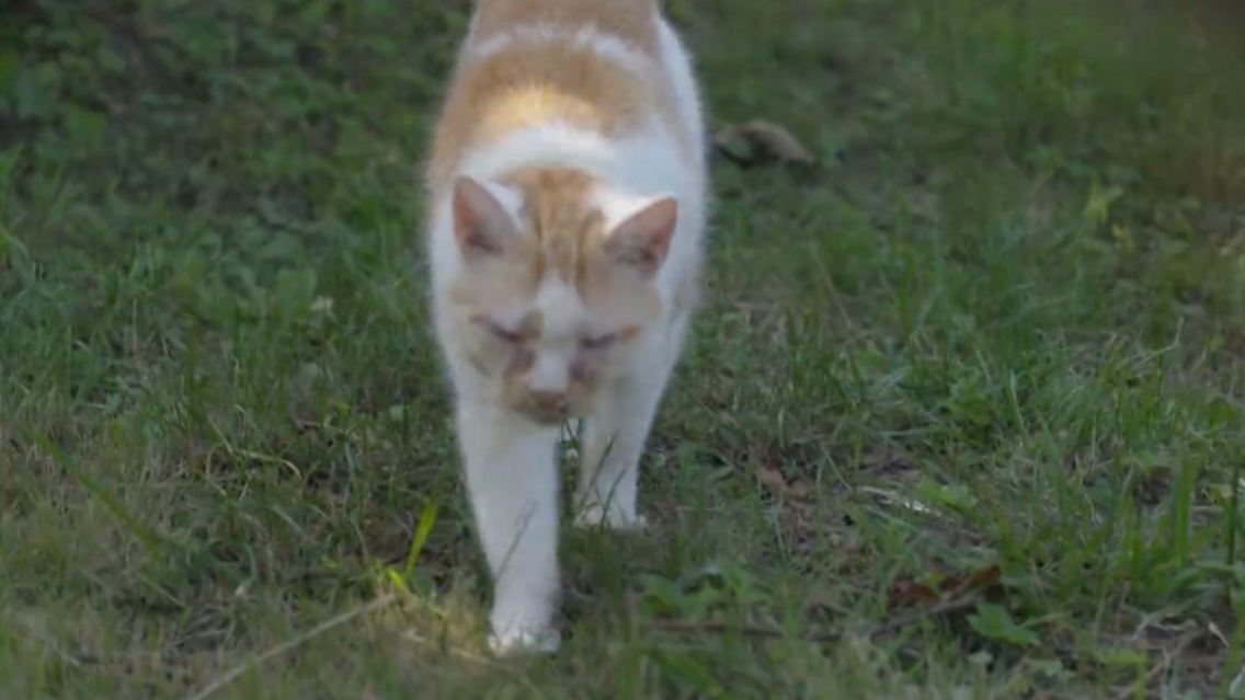 Katze Tiersuche.jpg