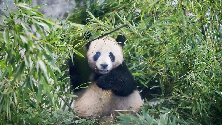 In Zoos sind Pandabären sehr beliebt. Ob der Ur-Panda auch schon so aussah, kann bisher nicht geklärt werden.