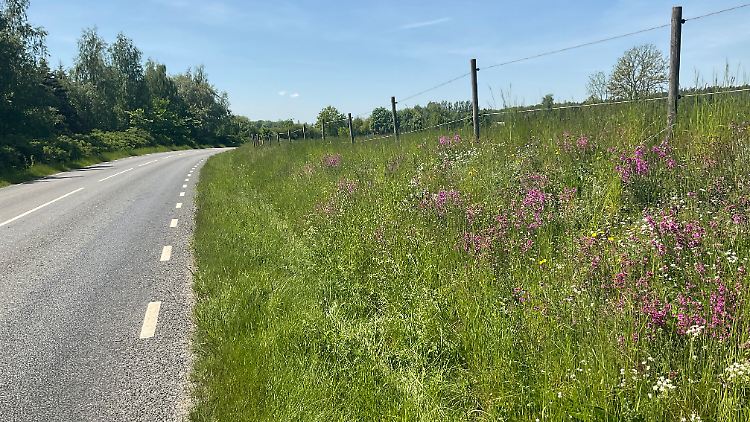 Gleich neben der Straße haben viele Pflanzen und Insekten ihren Lebensraum.