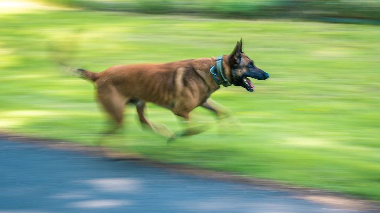 Ein belgischer Schäferhund (nicht der Aggressor aus NRW) läuft über eine Wiese. 