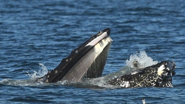 Buckelwal und Robbe.jpg