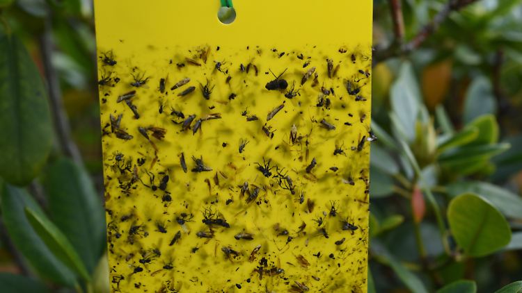In ihrem Koalitionsvertrag vereinbarten SPD und Union 2018, das Insektensterben "umfassend" zu bekämpfen.