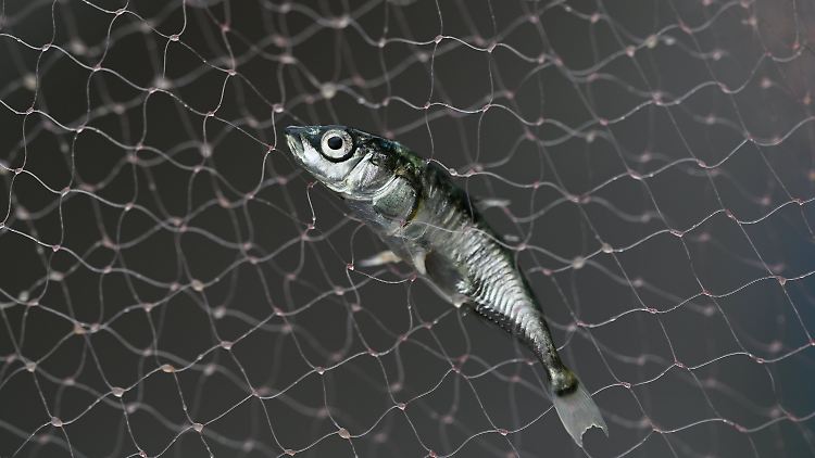 Immer weniger Stichlinge gehen Forschern am Bodensee ins Netz - was auch etwas Gutes hat. 