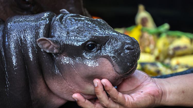 Moo Deng erblickte am 10. Juli das Licht der Welt.